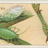 Aphides or green-fly.