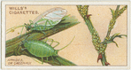Aphides or green-fly.