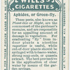 Aphides or green-fly.