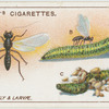 Ichneumon fly and larvae.