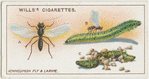 Ichneumon fly and larvae.
