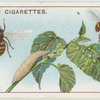 Hover-fly and larvae.