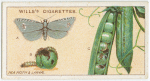 Pea moth and larvae.