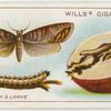 Codling moth and larvae.
