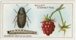 Raspberry beetle and larvae.