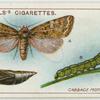 Cabbage moth, larva, and pupa.