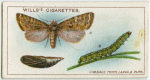 Cabbage moth, larva, and pupa.