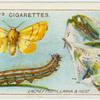 Lackey moth, larva and nest.