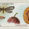 Plum fruit moth and larvae.