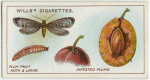 Plum fruit moth and larvae.
