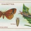 Vapourer moths and larva.