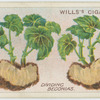 Dividing begonias.