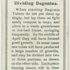 Dividing begonias.