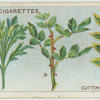 Cuttings.