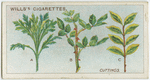 Cuttings.