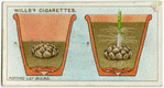 Potting lily bulbs.