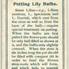 Potting lily bulbs.