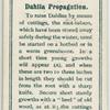 Dahlia propagantion.