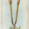 Dividing a root.