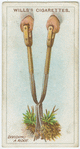 Dividing a root.