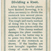 Dividing a root.