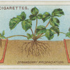 Strawberry propagation.