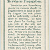 Strawberry propagation.