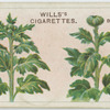 Disbudding chrysanthemums.