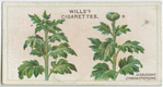 Disbudding chrysanthemums.