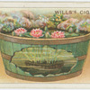 Growing water-lilies in a tub.