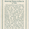 Growing water-lilies in a tub.