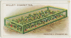 Protecting a strawberry-bed.