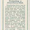 Protecting a strawberry-bed.