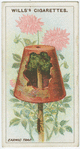 Earwig trap.