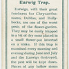 Earwig trap.
