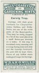 Earwig trap.