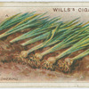 Treatment of bulbs after flowering.