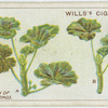 Preparation of geranium cuttings.