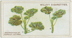 Preparation of geranium cuttings.