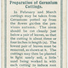 Preparation of geranium cuttings.