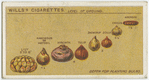 Depth for planting bulbs.