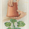 Re-potting.