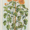 Staking chrysanthemums.