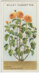 Staking chrysanthemums.