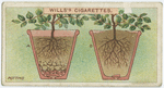 Potting.