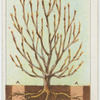 Root-pruning.
