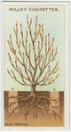Root-pruning.