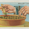 Transplanting seedlings.