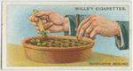 Transplanting seedlings.