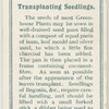 Transplanting seedlings.